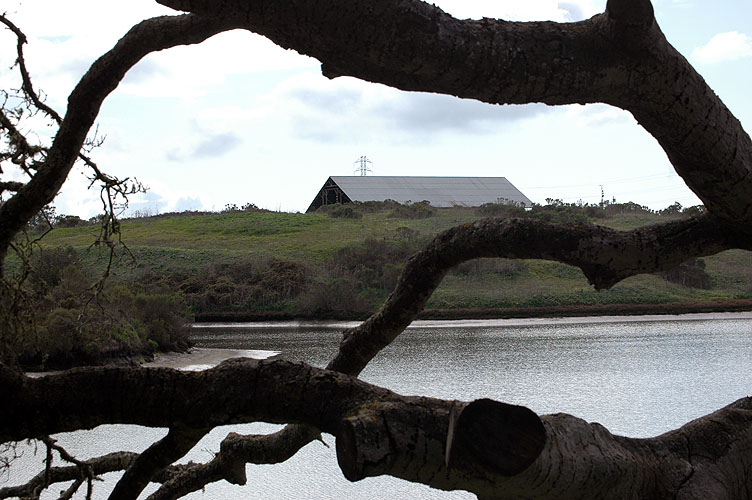Elkhorn Slough Feb. 2010 033.jpg